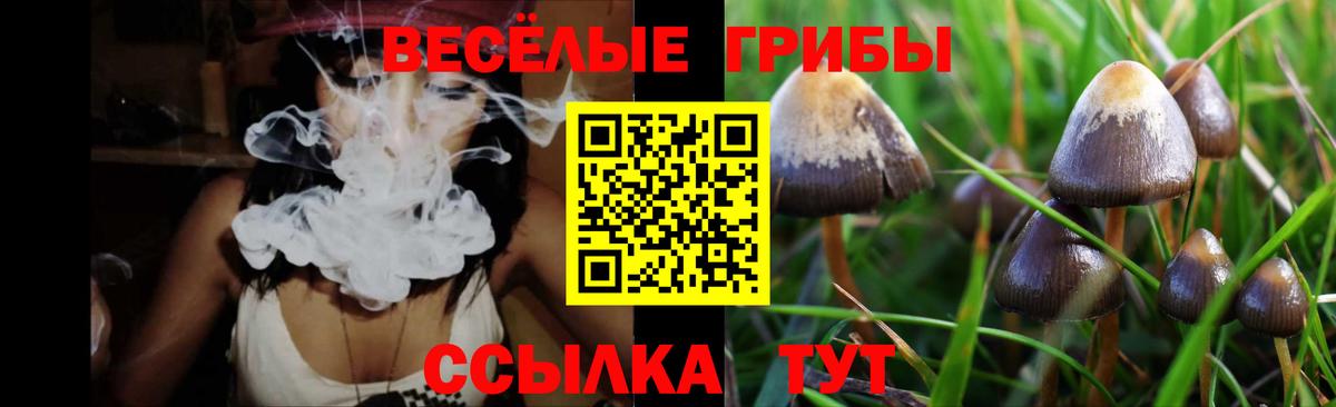 Галлюциногенные грибы Cubensis  Вход с VPN  Красный Сулин 